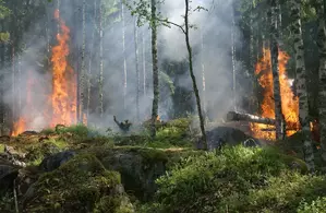 Arrêté protection des forêts contre les incendies